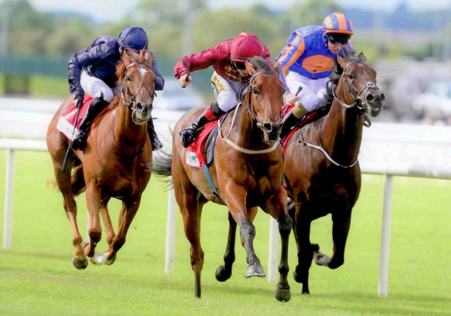 Ainippe - The Irish Field Curragh Stks Listed Curragh 23rd August 2014